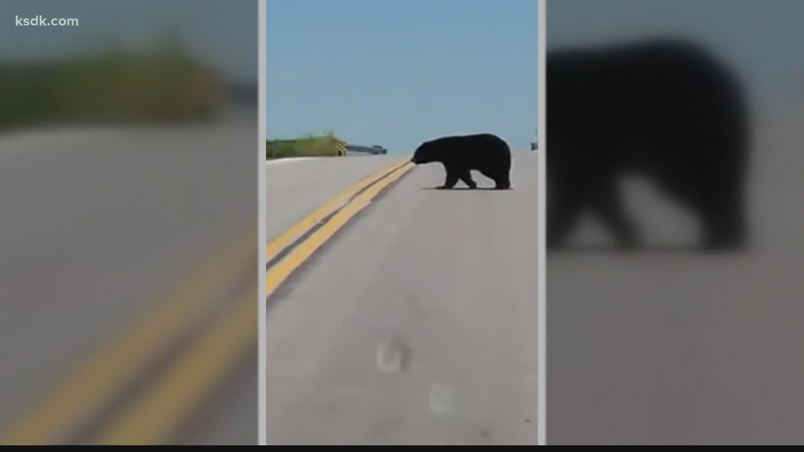 Bruno the bear who wandered Midwest dies after getting hit by car ...