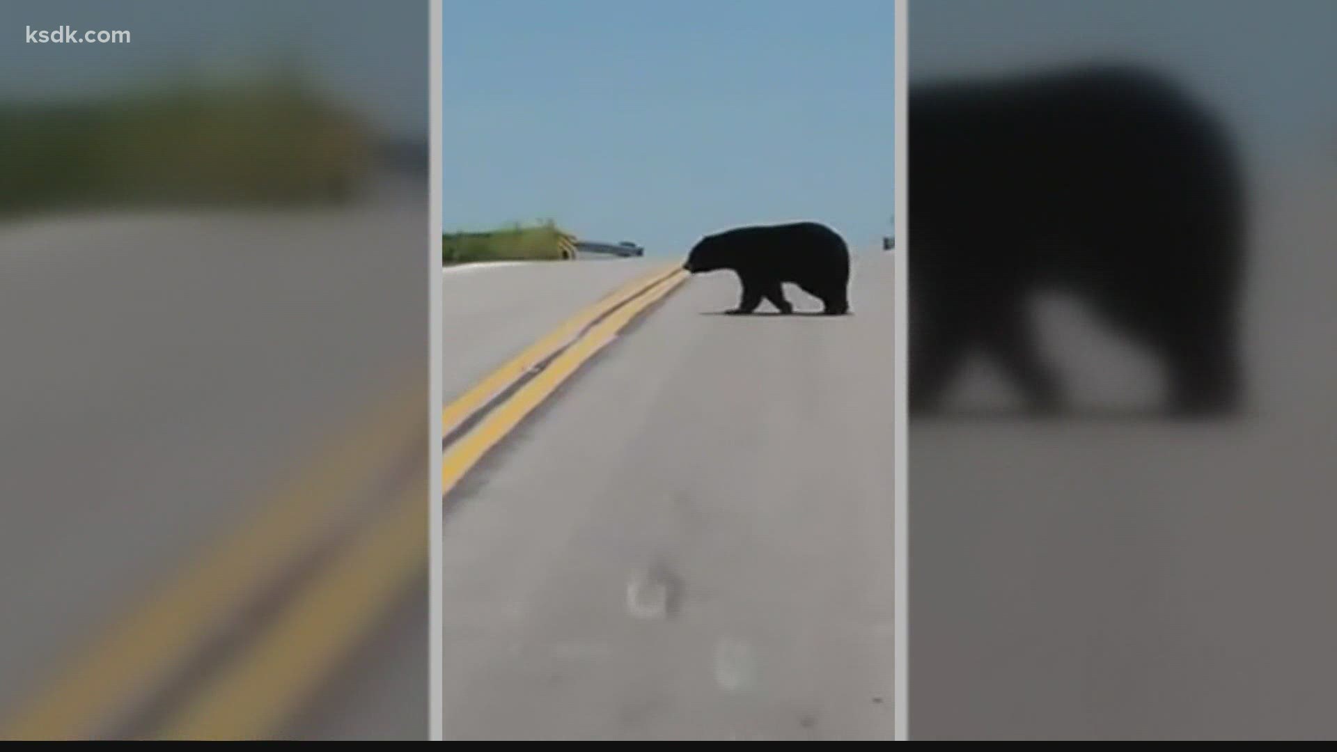 Bear wandered over several states, including Missouri, perhaps searching for a partner