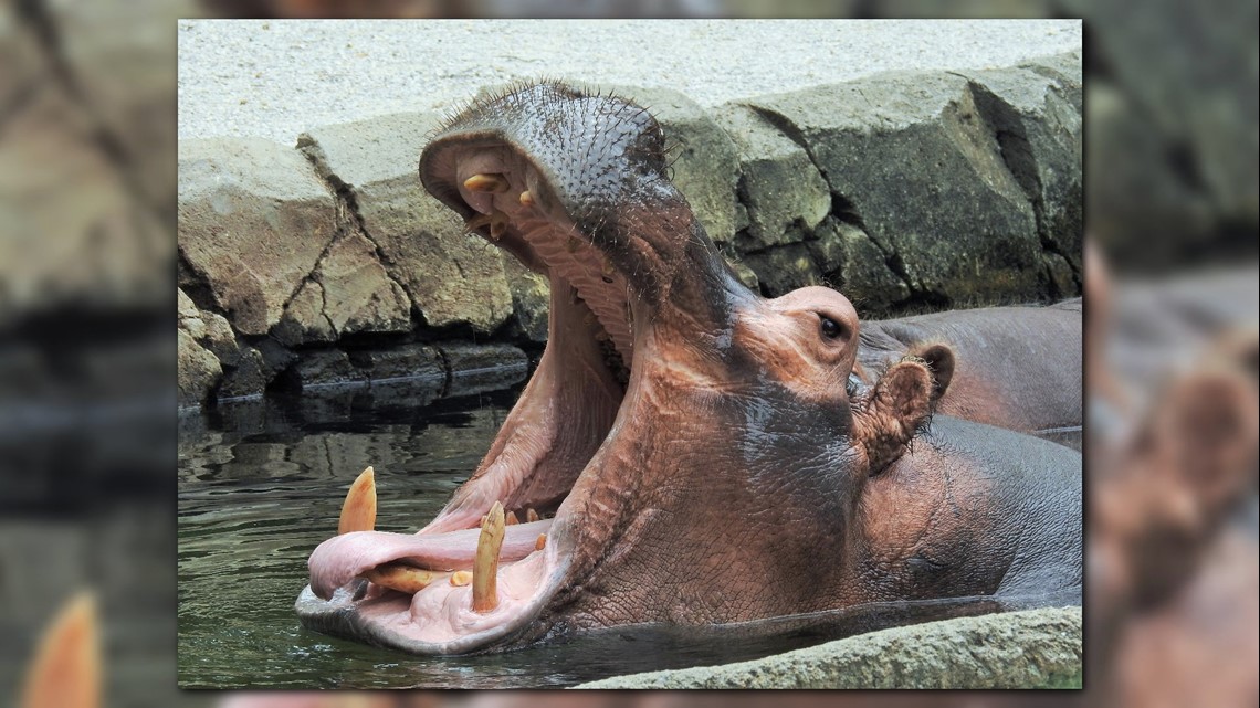 National Hippo Day: What to know about these 'river horses' | ksdk.com