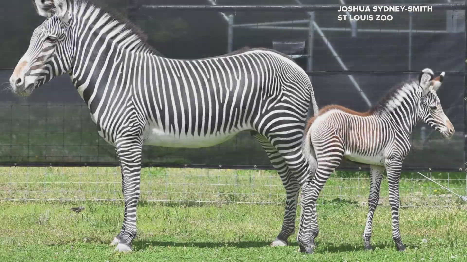 Grevy's zebra foal Roxie is the first-ever animal to be born at the Saint Louis Zoo's WildCare Park. The zoo said she is thriving and bonding with her mother, Gemma.