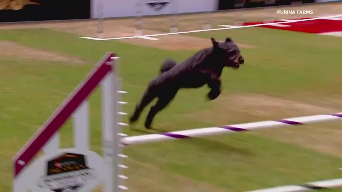 Purina Farms' Incredible Dog Challenge national finals take place this  weekend 