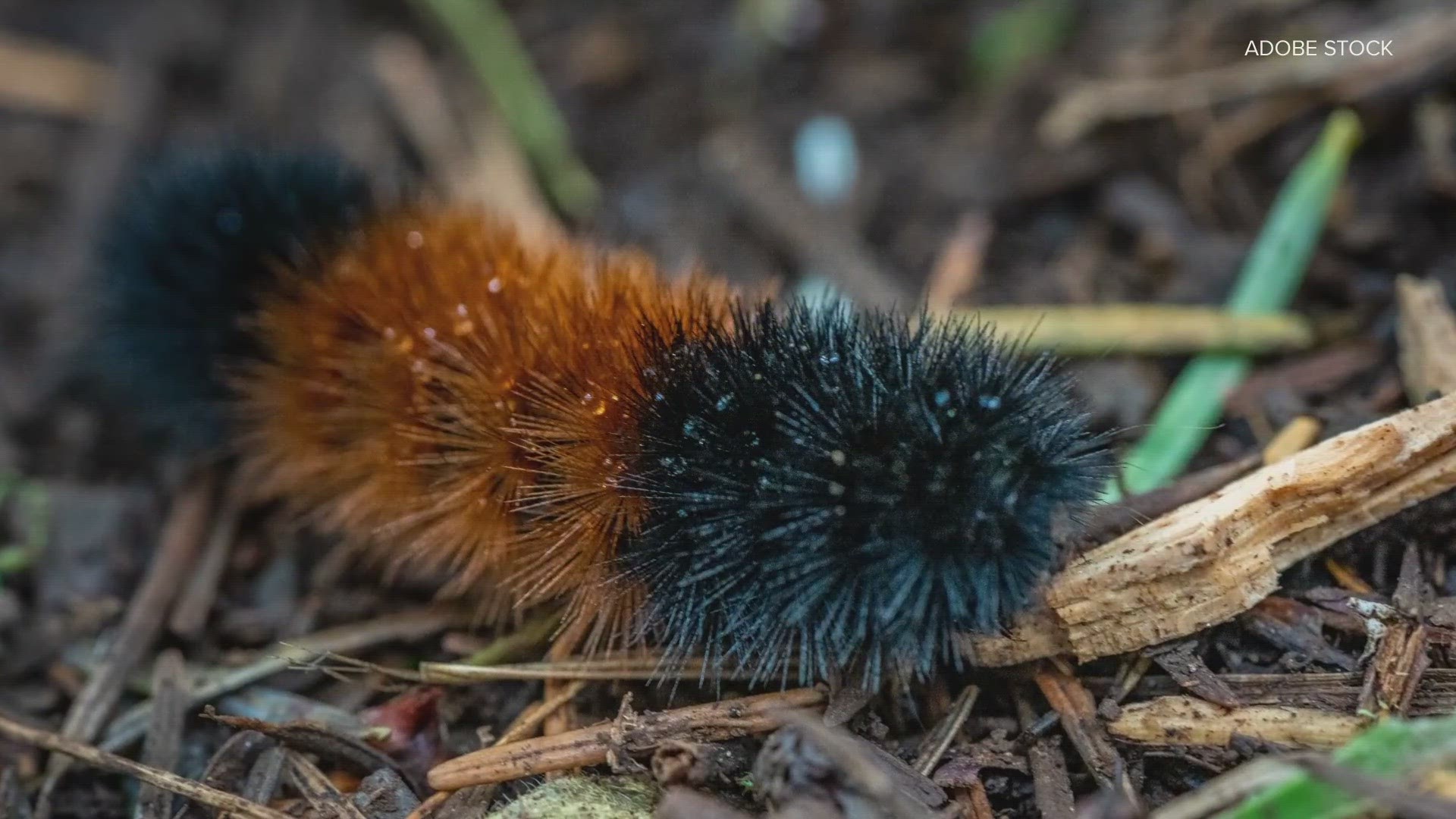 Butterfly House helps us learn what woolly worms reveal to us about the weather. Here's a closer look.