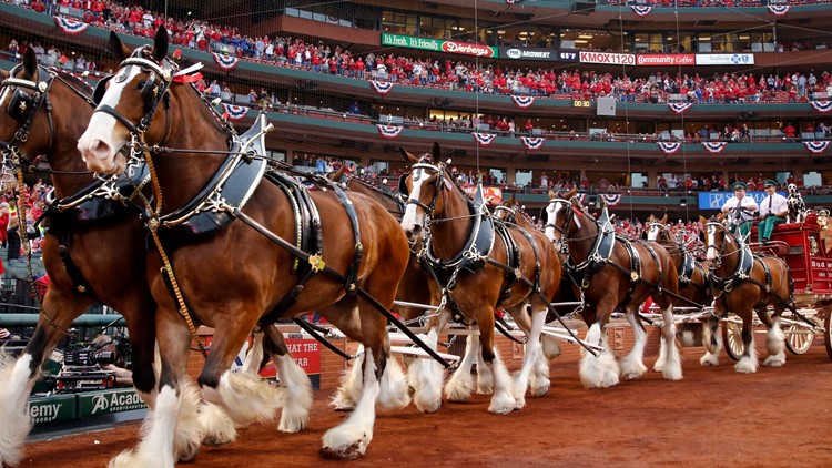 Budweiser Clydesdales arrive at Busch Stadium