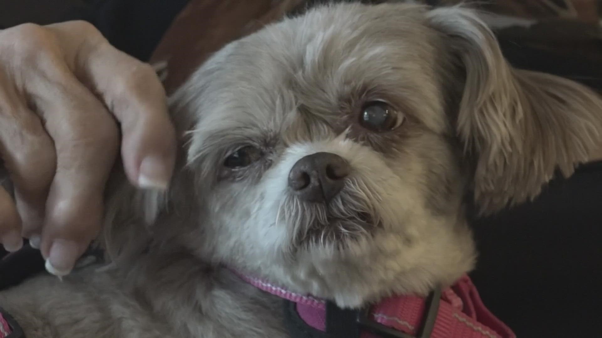 A group is pairing senior citizens with senior dogs because both need love. The group is expanding and looking for more volunteers and forever homes.