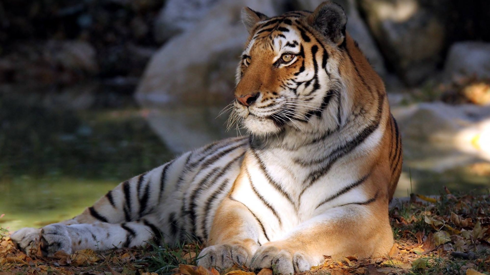 Beloved St. Louis Zoo tiger dies | ksdk.com