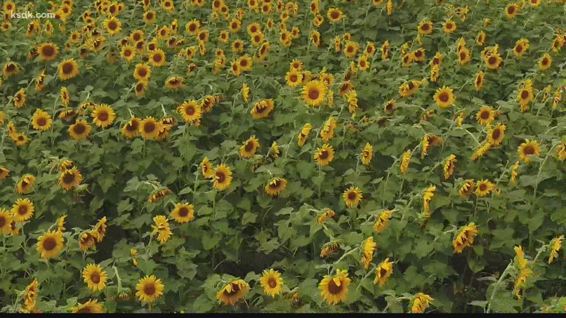 Sunflower field in Spanish lake returns for 2022 - Vimarsana News
