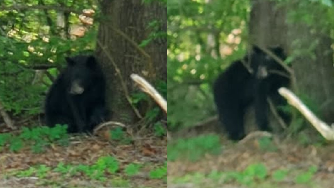 Bear sighting in St. James triggers warnings from police