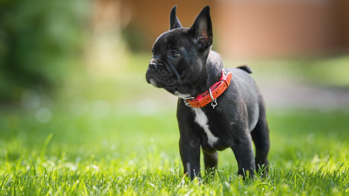Charges: Dog thief threw French bulldog from third-story window - Vimarsana News