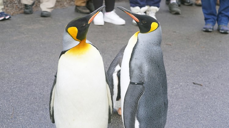 Celebrate World Oceans Day at the Saint Louis Zoo