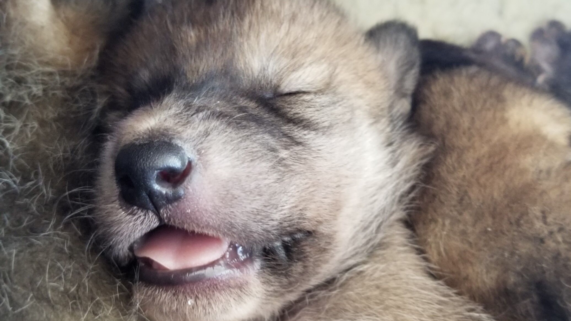 Endangered Wolf Center Puts Pups On A Plane In The Name Of Conservation ...