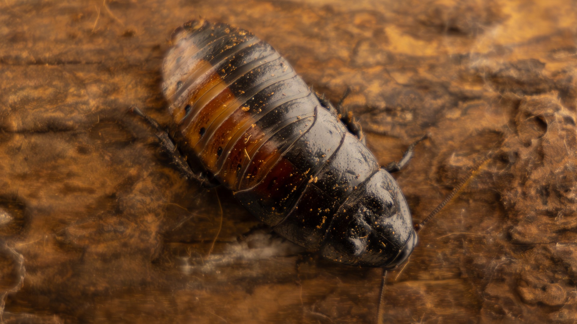 Rare mutant cockroach found at Chesterfield Butterfly House | ksdk.com