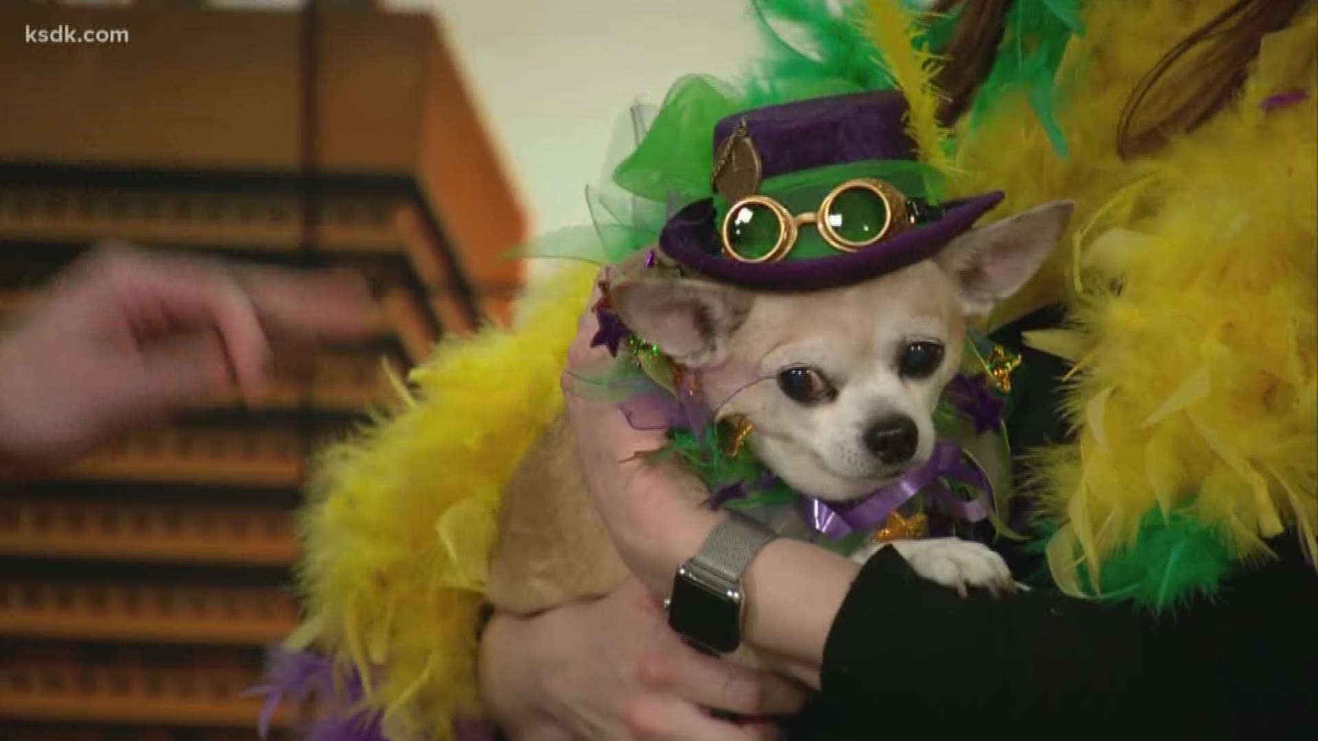 Dogs in costumes, treat samples, and more!