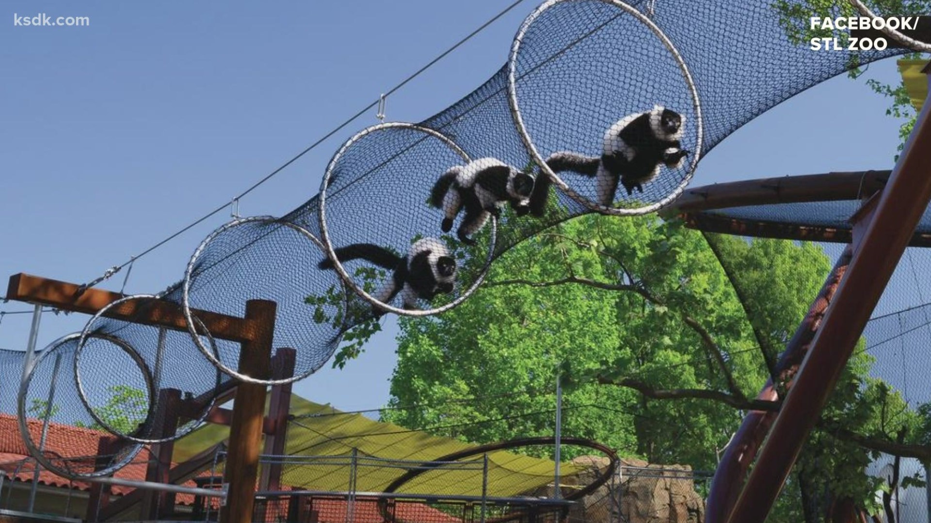 Saint Louis Zoo's new primate exhibit is like a treehouse for all