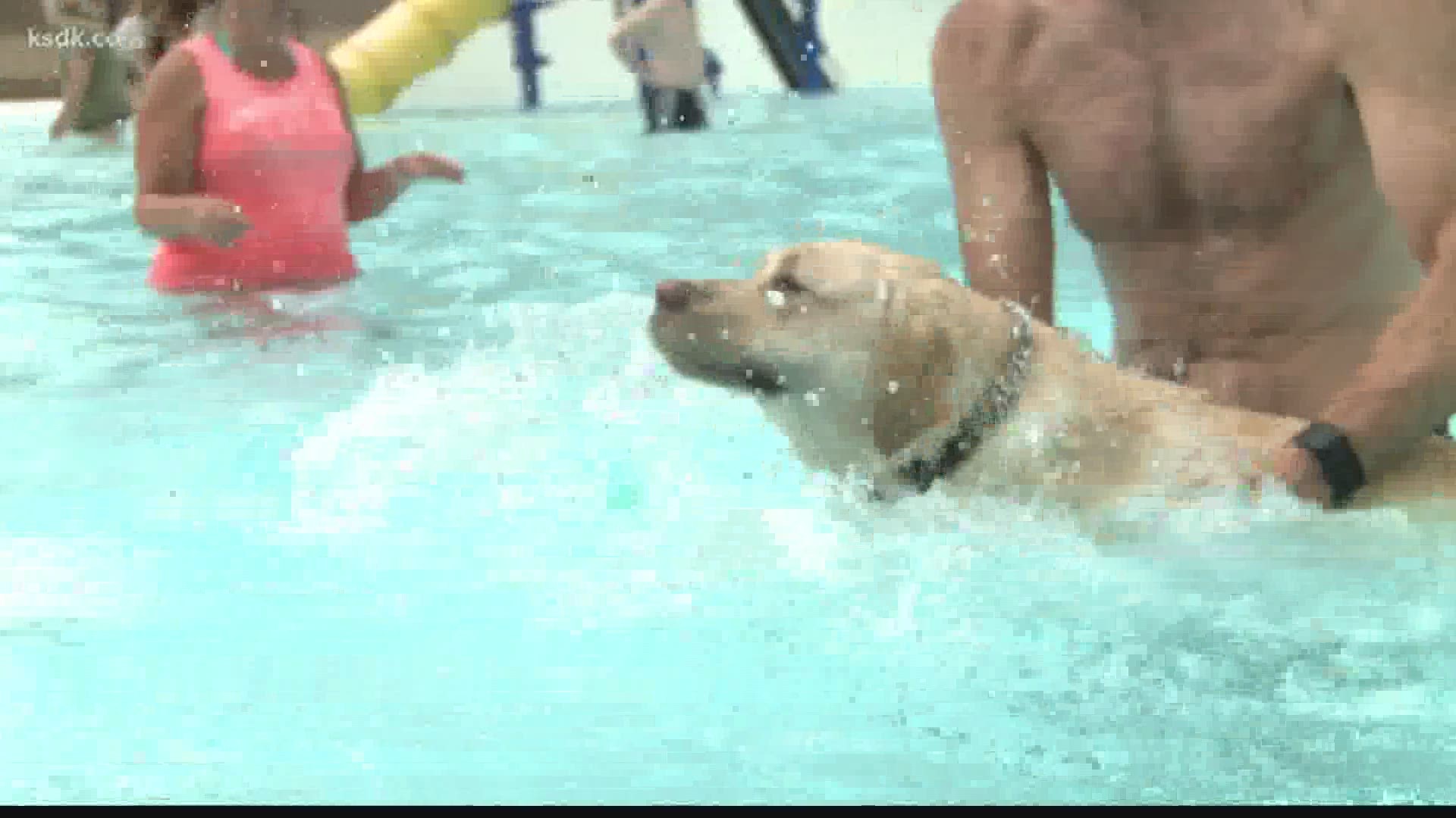 Your furry friends can enjoy some fun in the water at the North Pointe Aquatic Center on Sept. 8