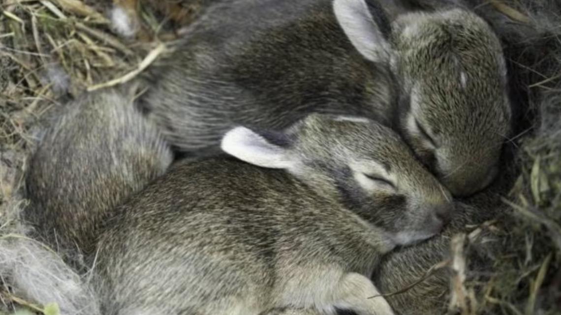 Don't 'rescue' baby rabbits and birds this spring, Missouri conservationists warn