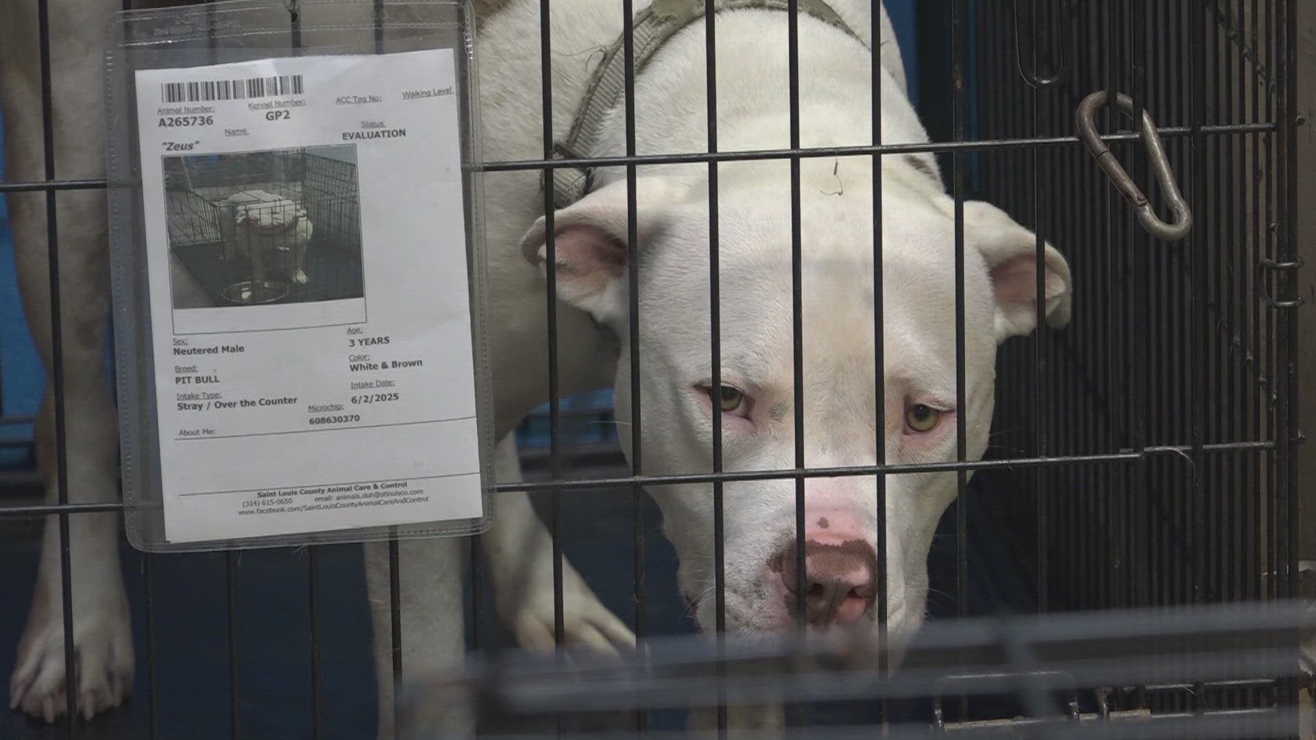 Thursday, members of the St. Louis County Council held a hearing about the ongoing issues at the County Animal Shelter. 