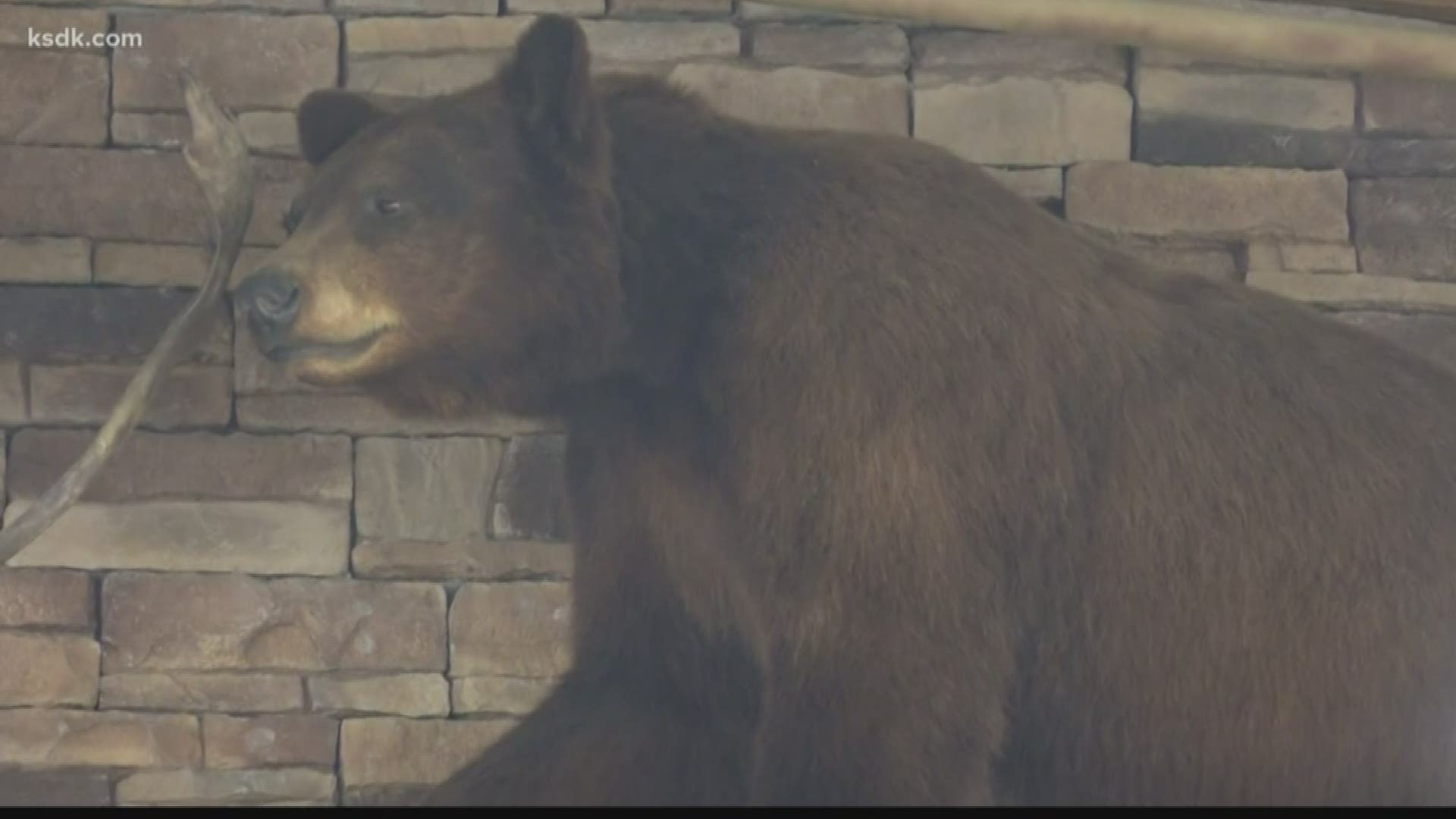 Missouri's bear population has more than doubled in the past decade, and with higher numbers, come close encounters.