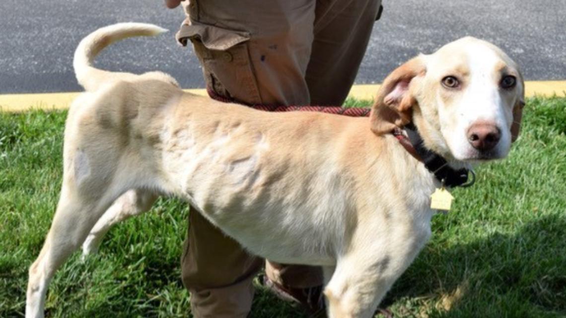 22 dogs rescued from Gasconade County breeder, sheriff says - Vimarsana News