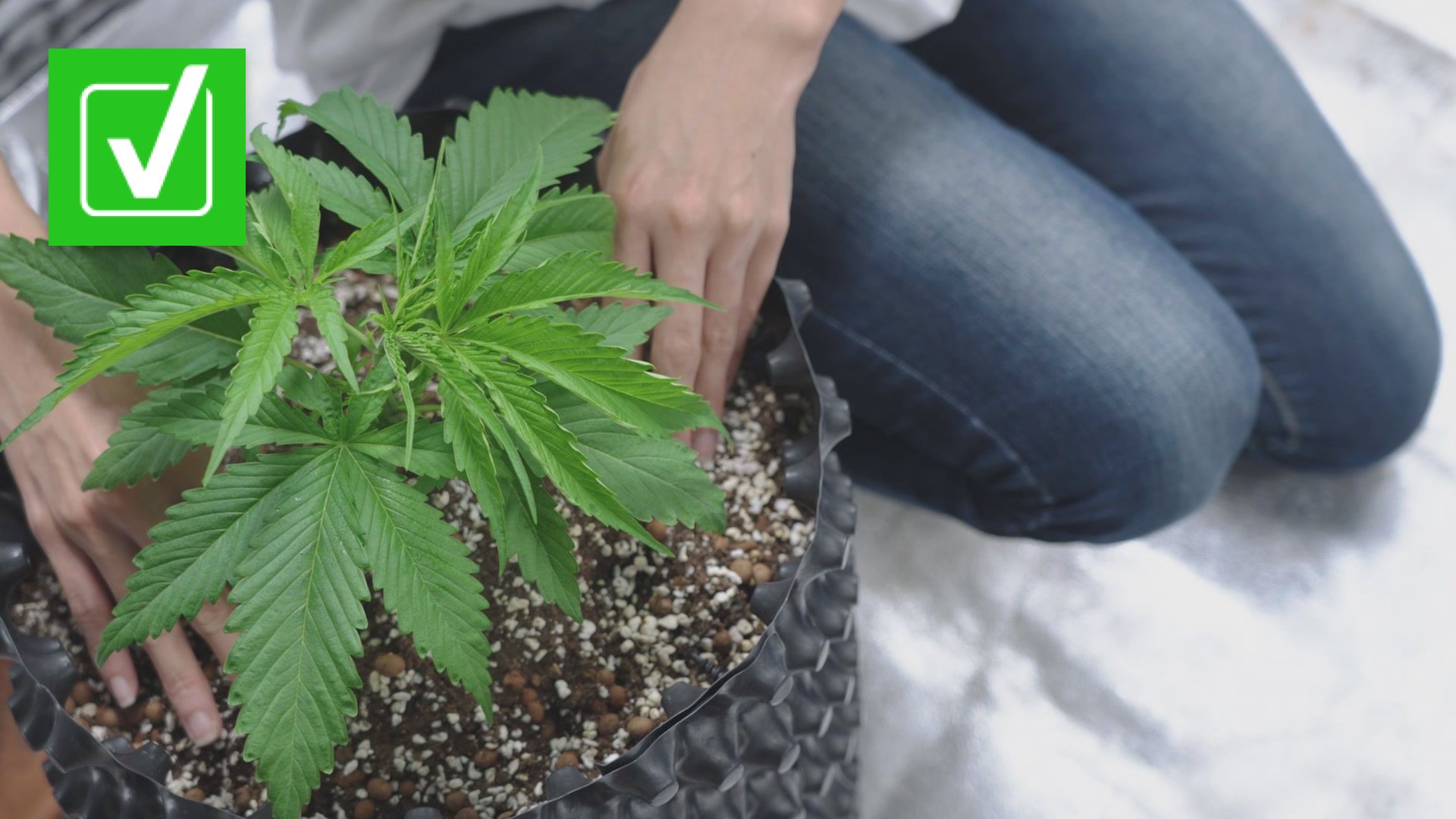 Pot laws in IL: Can you grow marijuana if you rent your home? | ksdk.com