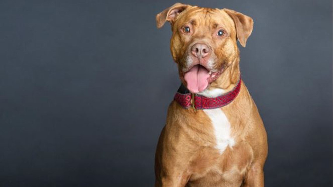 St Louis Shelter Dog Bowie Gets Adopted Ksdk Com