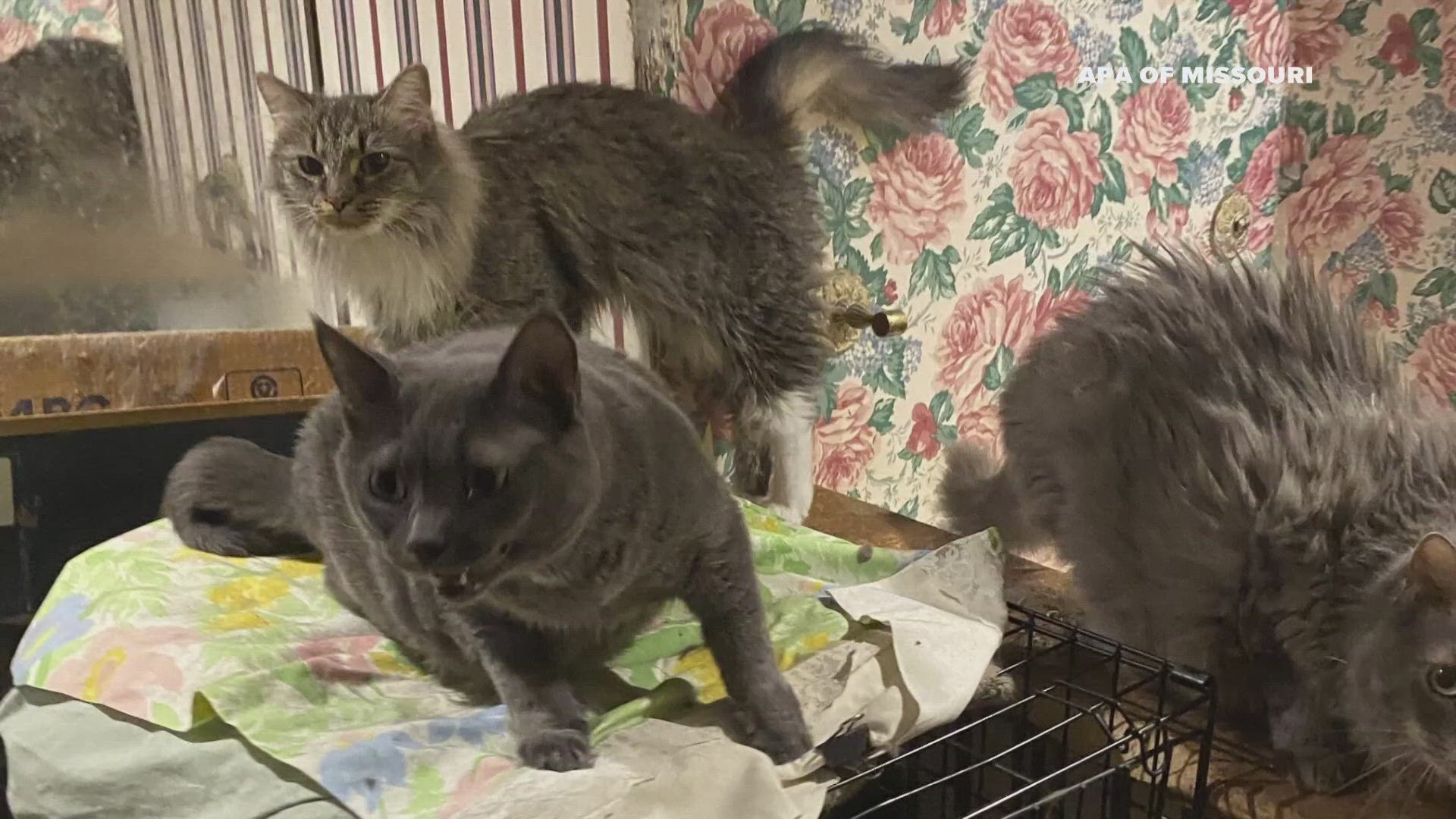 There is a court hearing scheduled in the case on Friday. More than 150 cats were rescued from the 8,000-square-foot home.