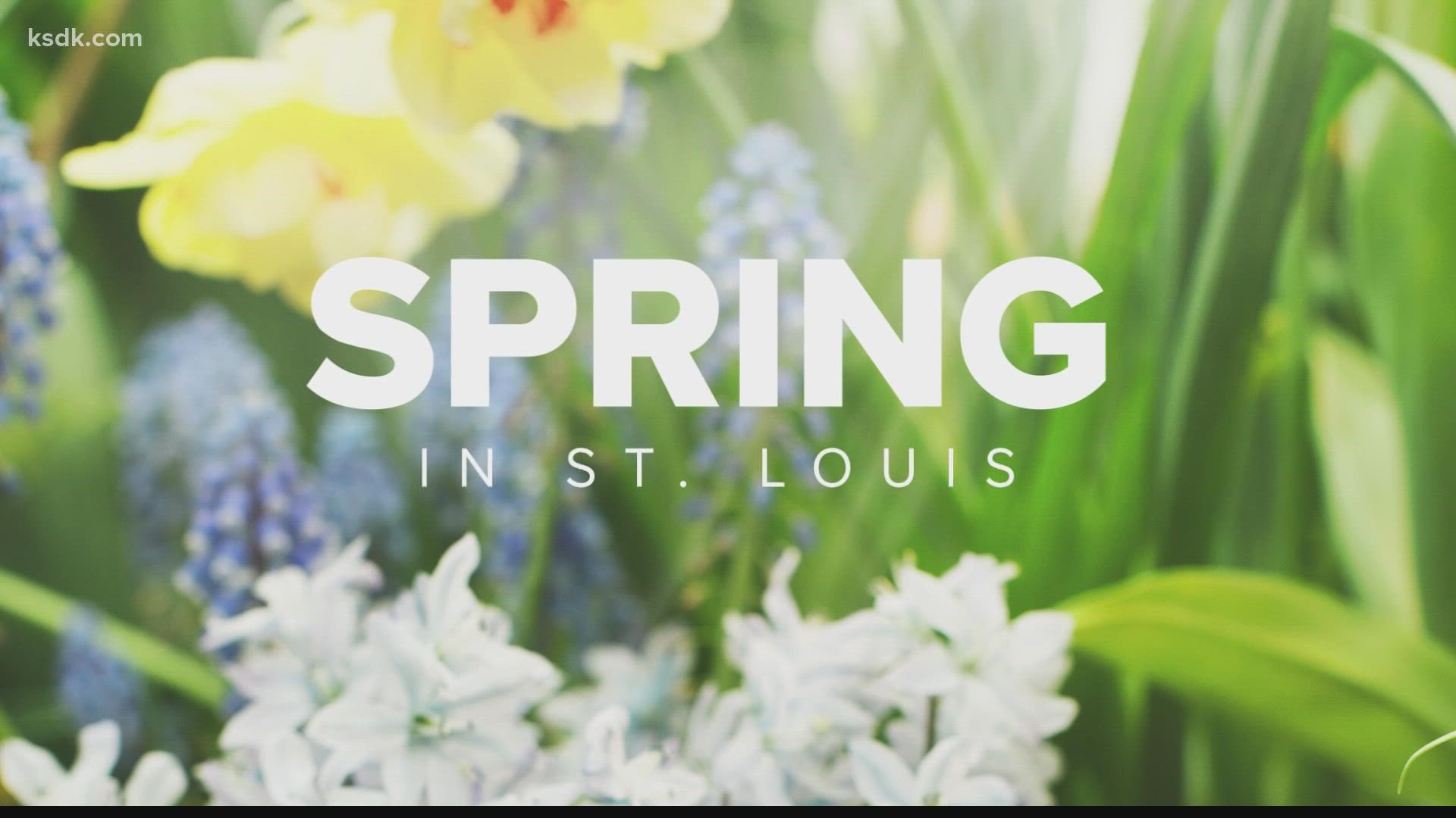 Frost can devastate crops like soybeans in the St. Louis area. Farmers hope for mild temperatures and half an inch of rain every week.