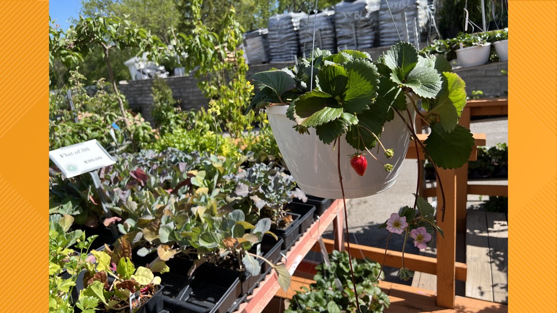 A guide to spring and summer planting in the St. Louis region - Vimarsana News