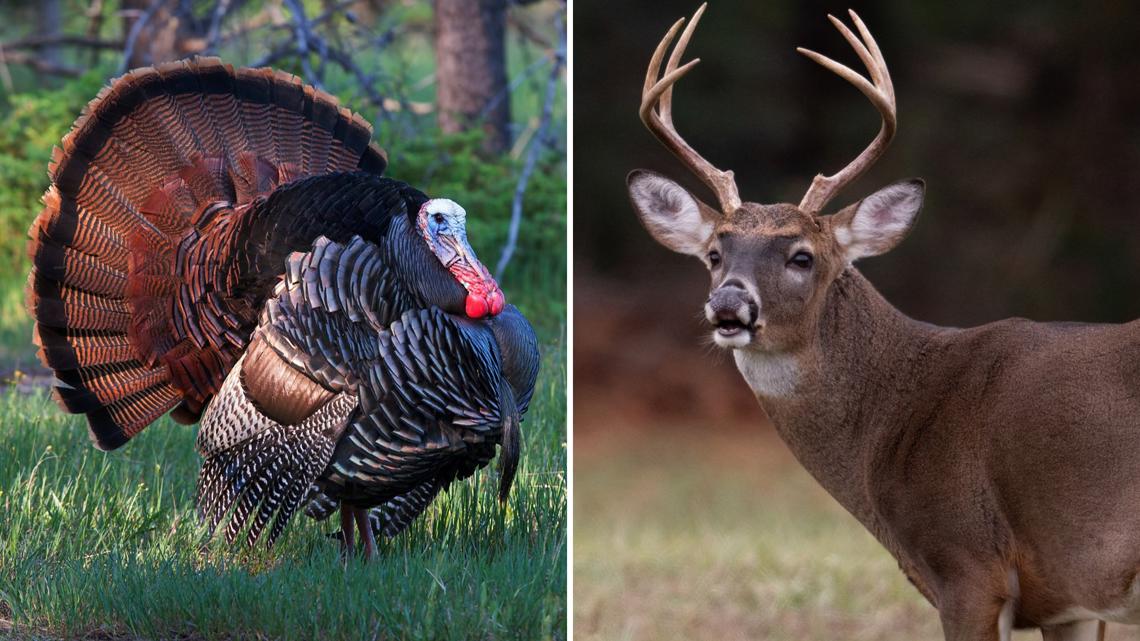 Missouri reveals deer and turkey hunting dates for 2026-27 seasons