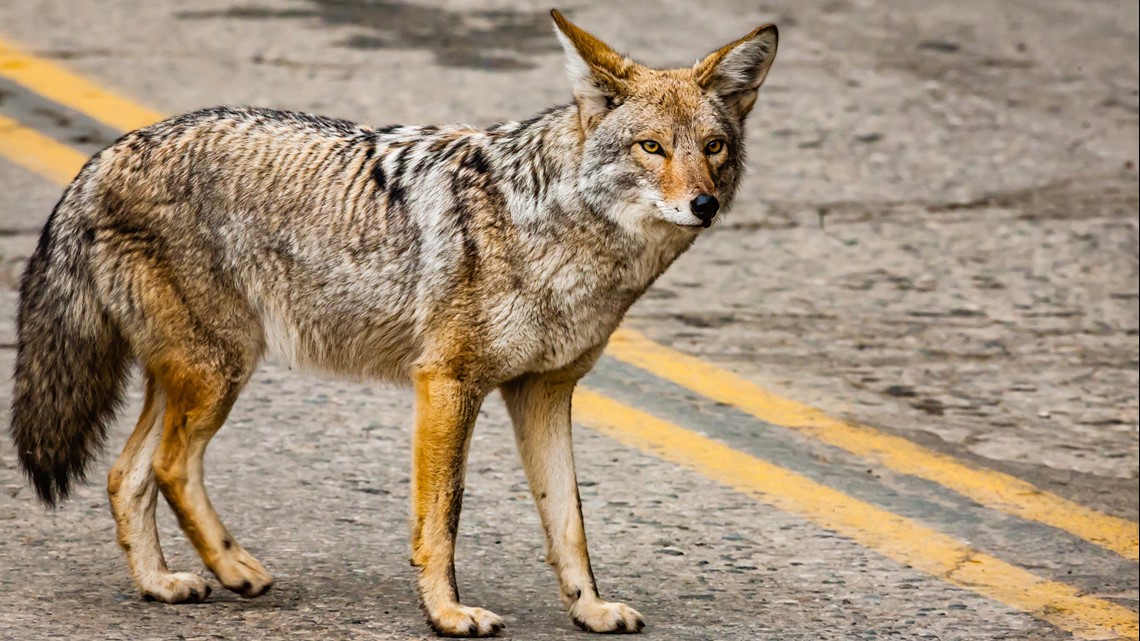 How to Coexist With Coyotes and Keep Pets Safe