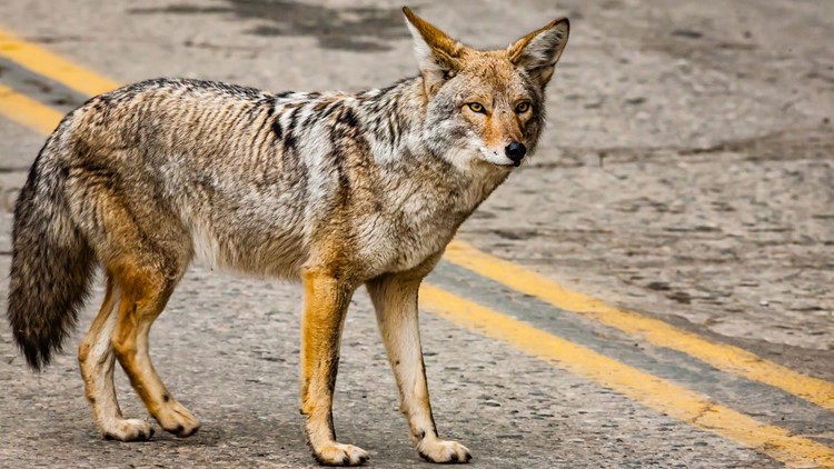 Coyote, Size, Habitat, Howling, & Facts