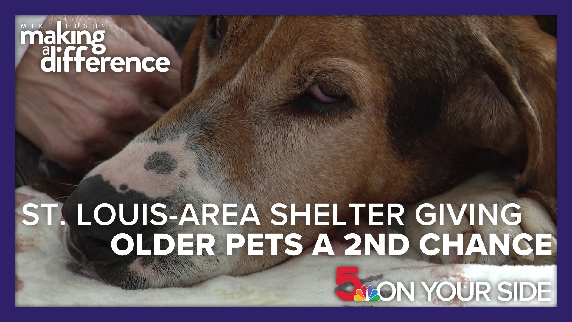 The Second Chance Ranch isn't just a shelter. It's a haven for senior dogs and cats who've faced hardship, abandonment or the loss of their human companions.
