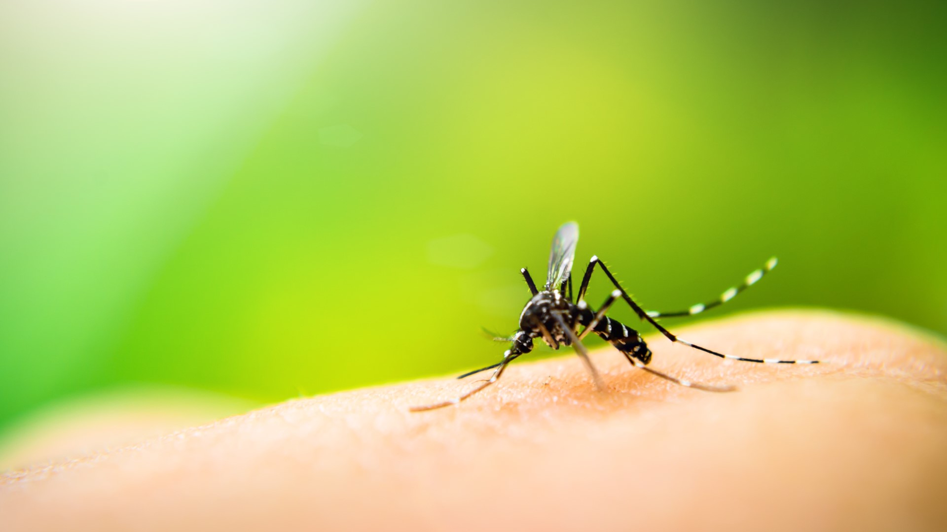 West Nile Virus is most commonly transmitted to people by the bite of an infected mosquito. Most cases of West Nile Virus will not result in any symptoms.