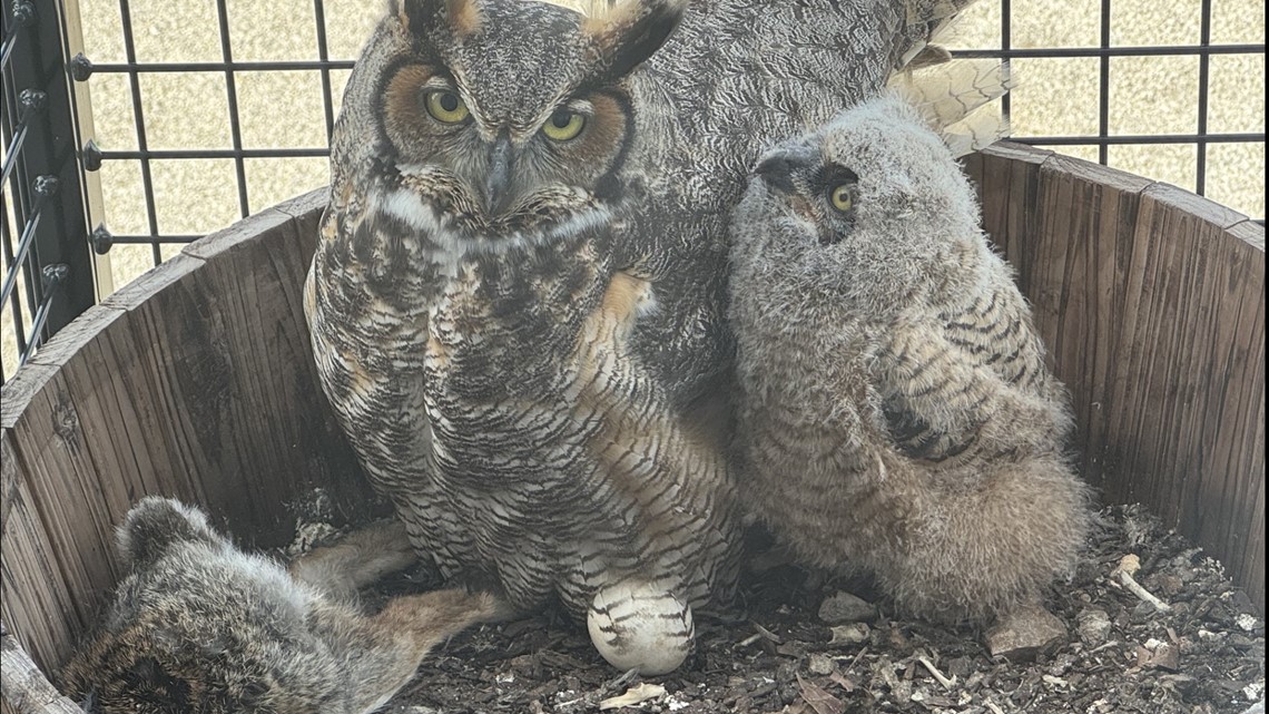 New owlet spotted on Olivette apartment building balcony - Vimarsana News