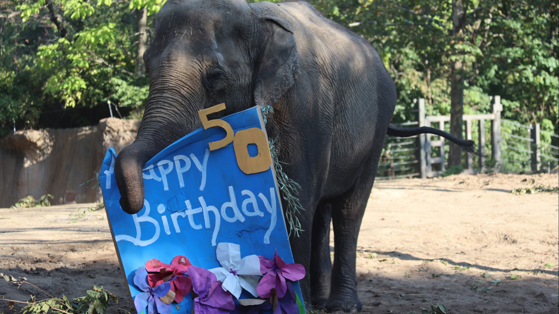 Saint Louis Zoo elephants turned 50 in 2021 | ksdk.com