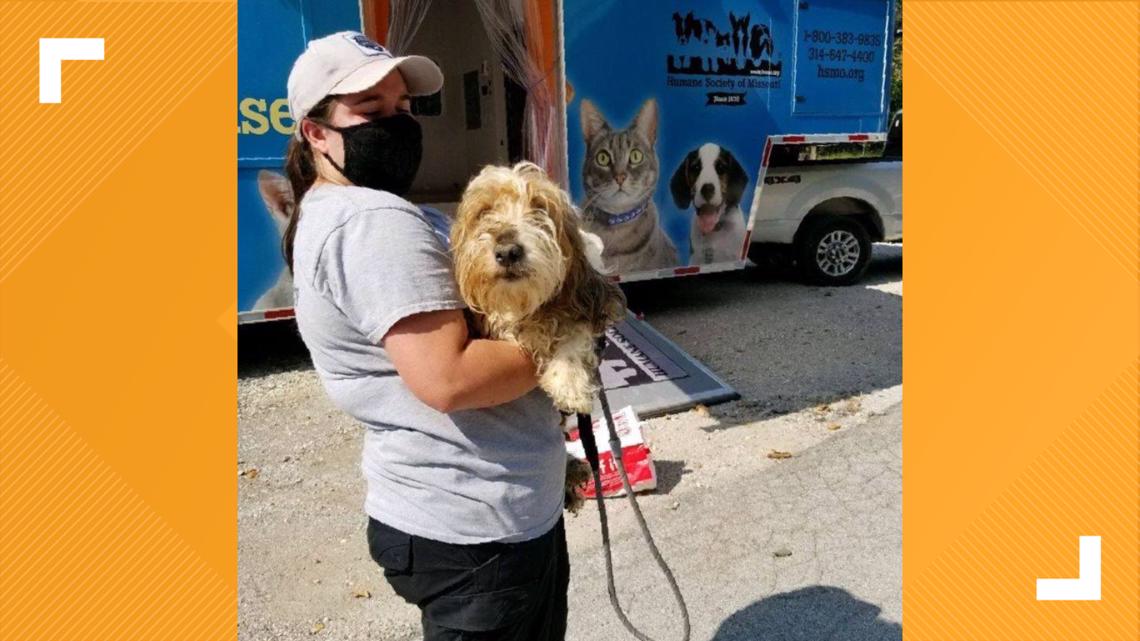 Dogs rescued from home in Franklin County by Humane Society | ksdk.com