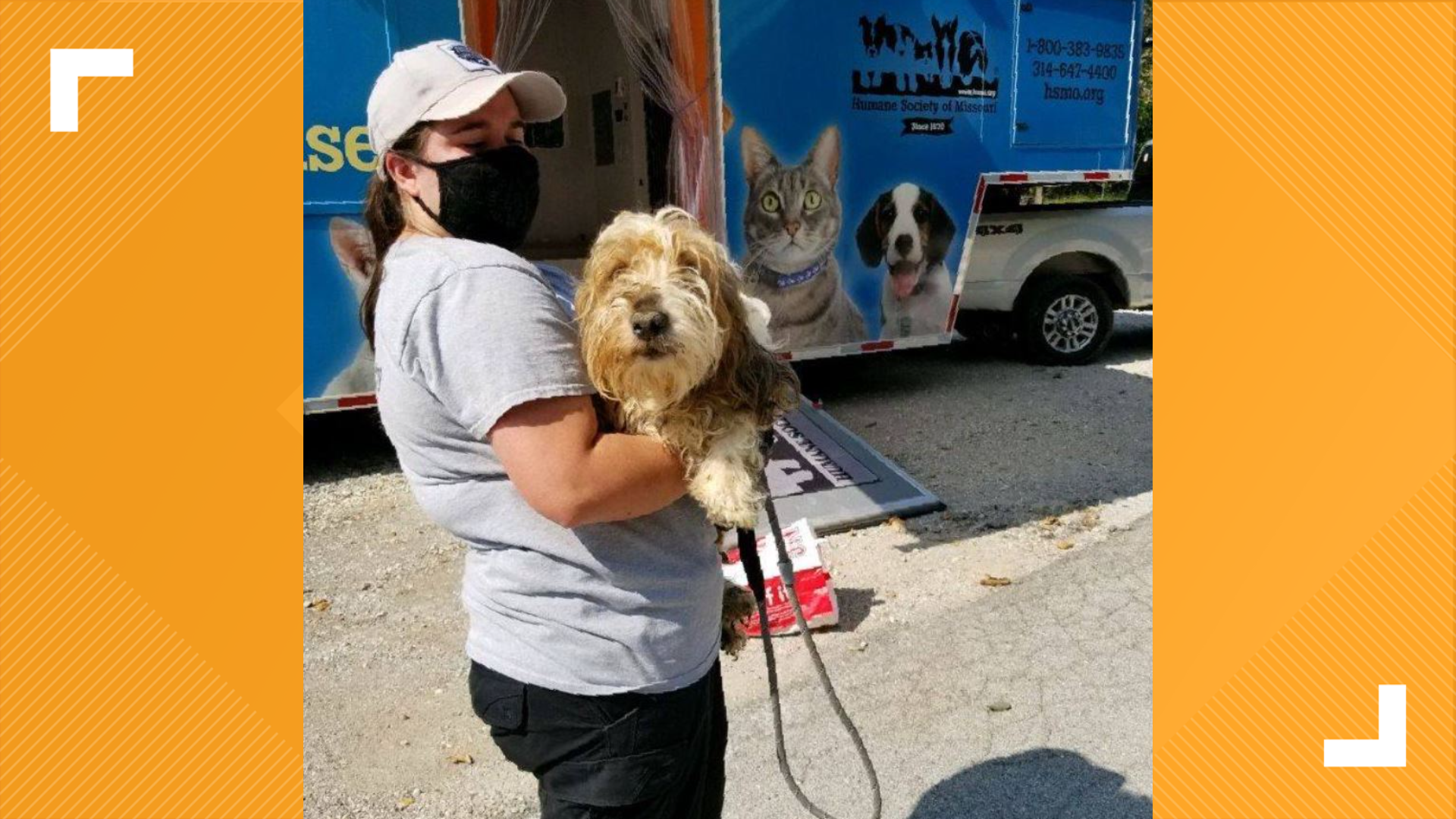 Dogs rescued from home in Franklin County by Humane Society | ksdk.com