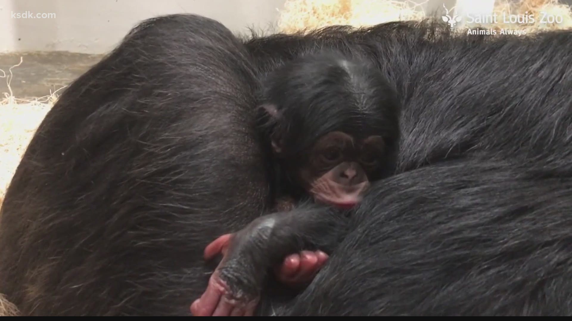 Chimpanzee Utamu gave birth to a little girl at about 3:30 a.m. Wednesday, the zoo announced.