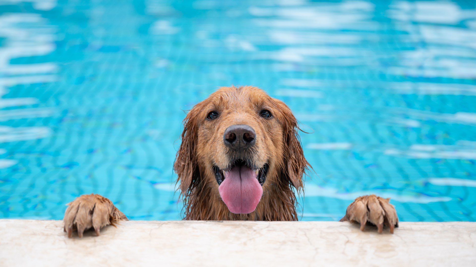 Several pools around the St. Louis area have closed to humans for the season, and are opening for the canines. Dogs are invited to swim for a day at these locations.