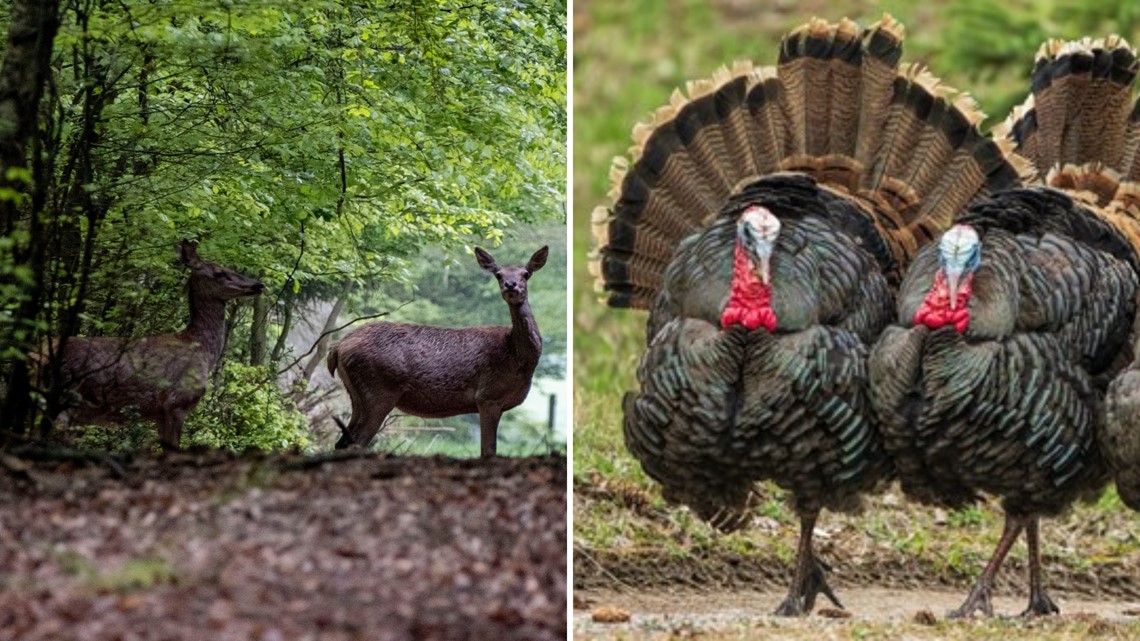 Missouri archery hunting season starts Friday