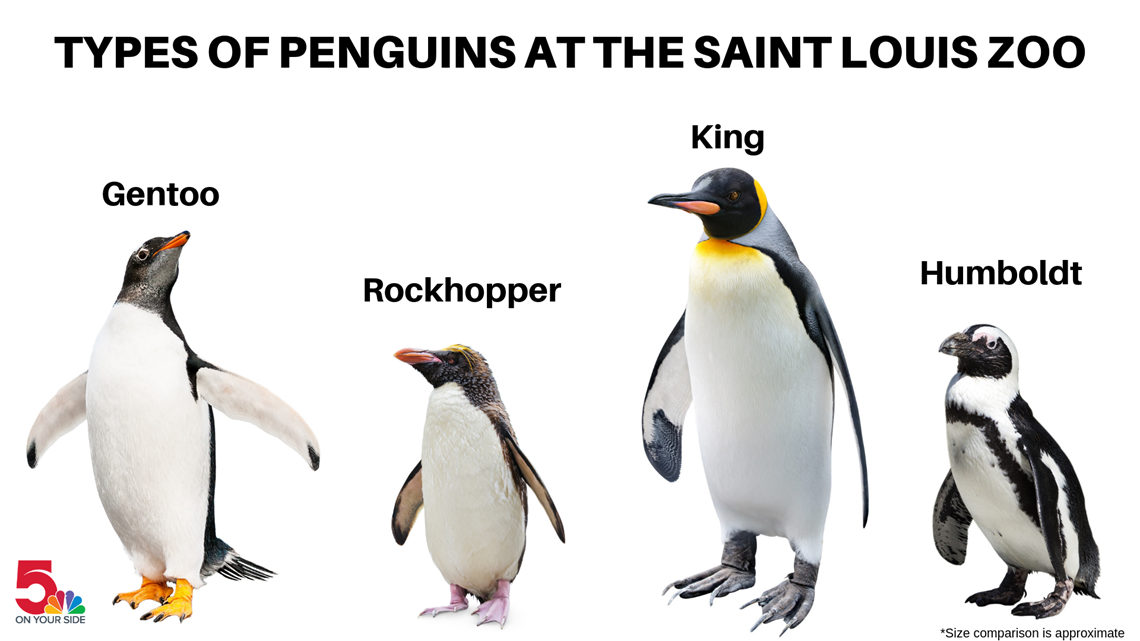 It S Penguin Awareness Day Get To Know The Saint Louis Zoo S Pack Of Penguins Ksdk Com