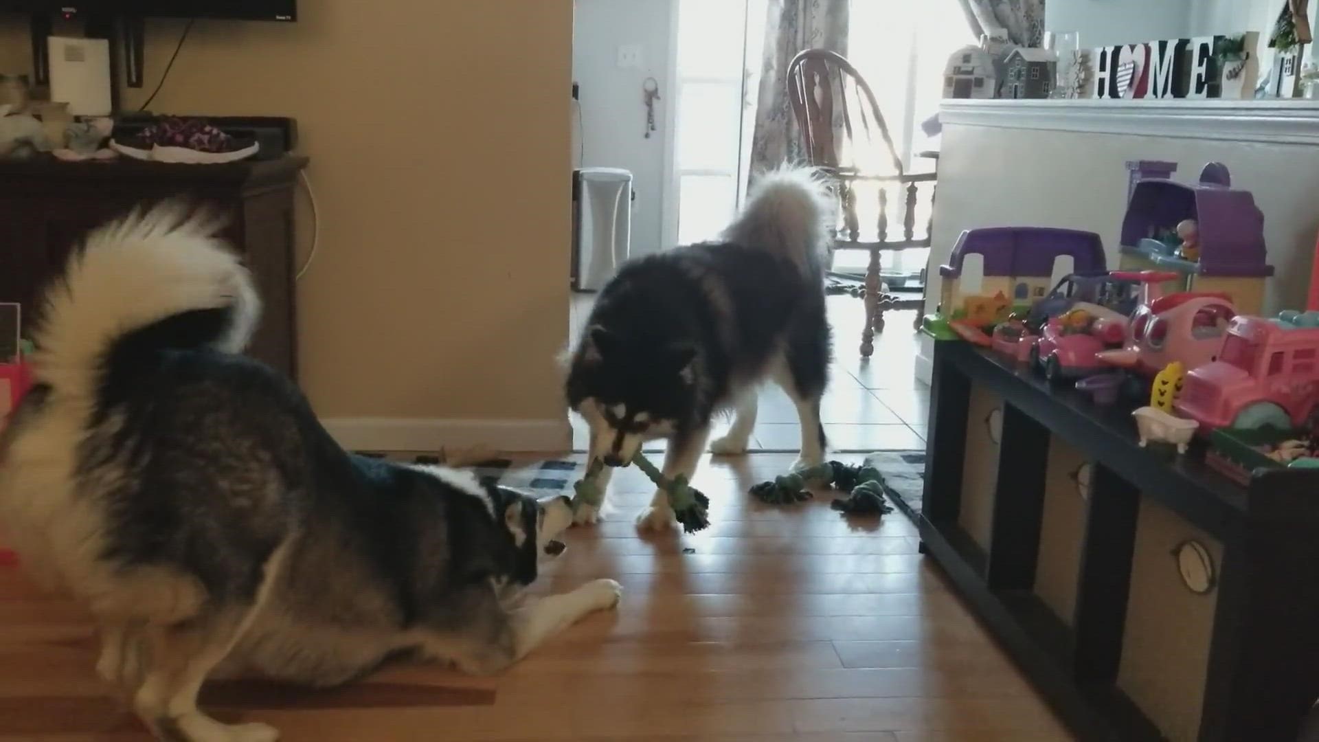 R.J.and his sister Xena playing tug of war with a rope toy.
Credit: Douglas Wilson