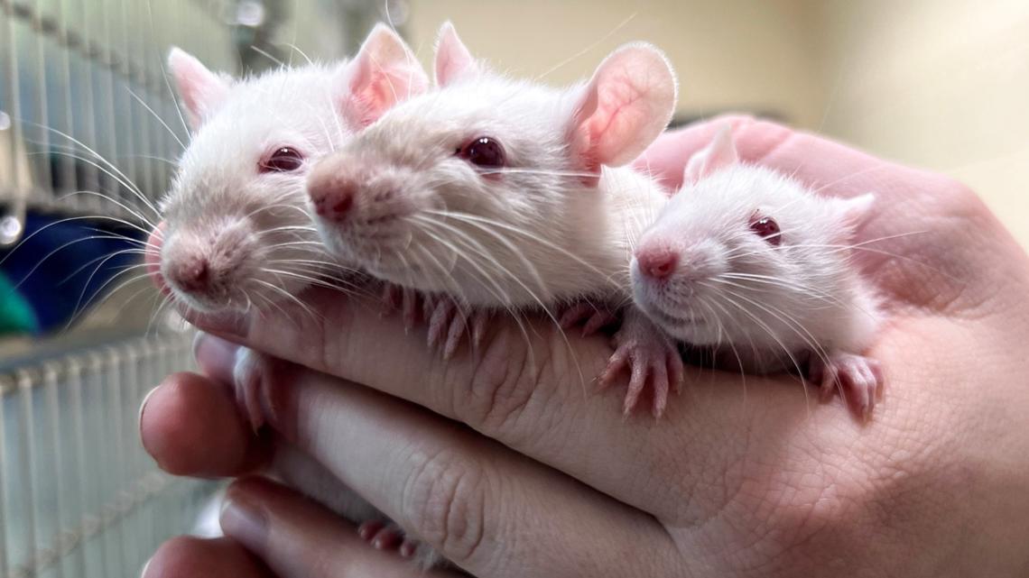 Humane Society of Missouri rescues 31 rats