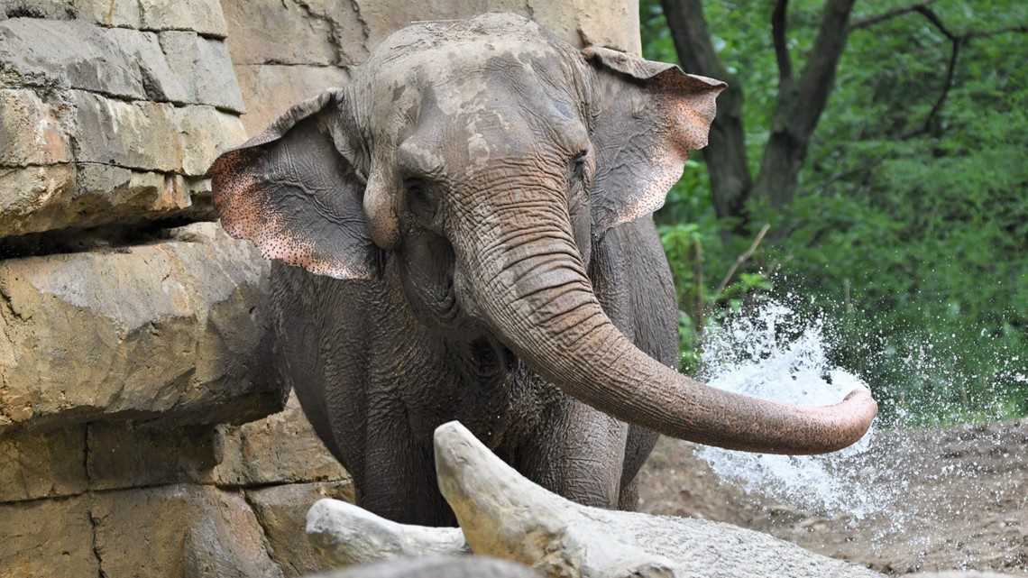 Saint Louis Zoo Euthanizes Elderly Asian Elephant Donna | Ksdk.com