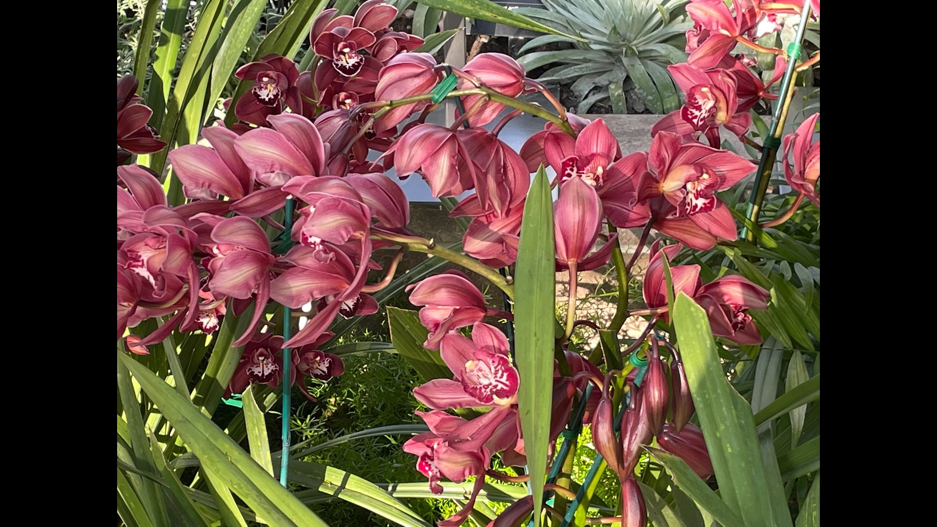 Orchid Show returns to Missouri Botanical Garden