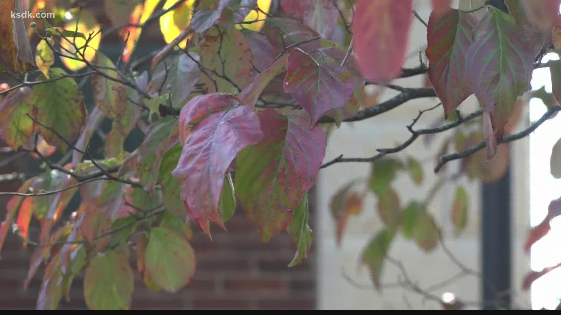 There's a perfect mix needed to see peak fall colors in St. Louis. 5 On Your Side Meteorologist Tracy Hinson gives us the fall foliage forecast.