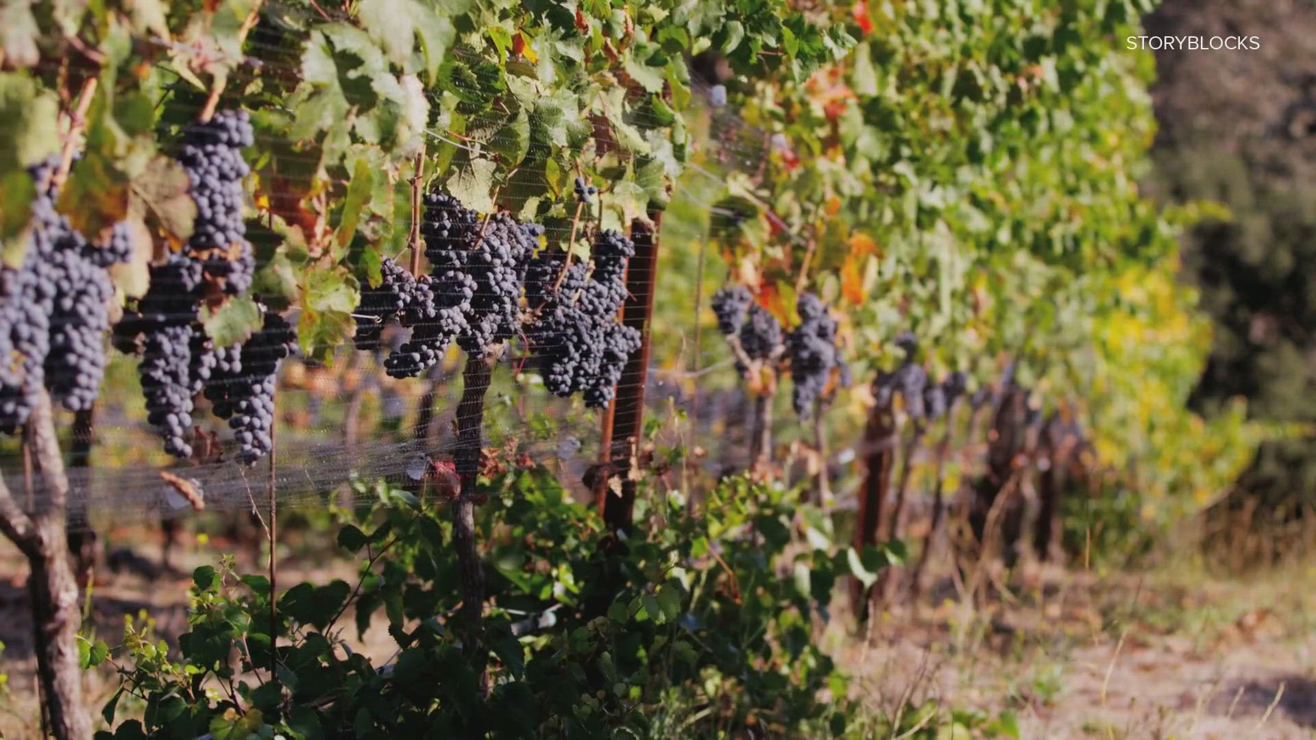 Vineyards around the world were almost sucked to death by a small insect. The only reason we still have wine today is thanks to Missouri.