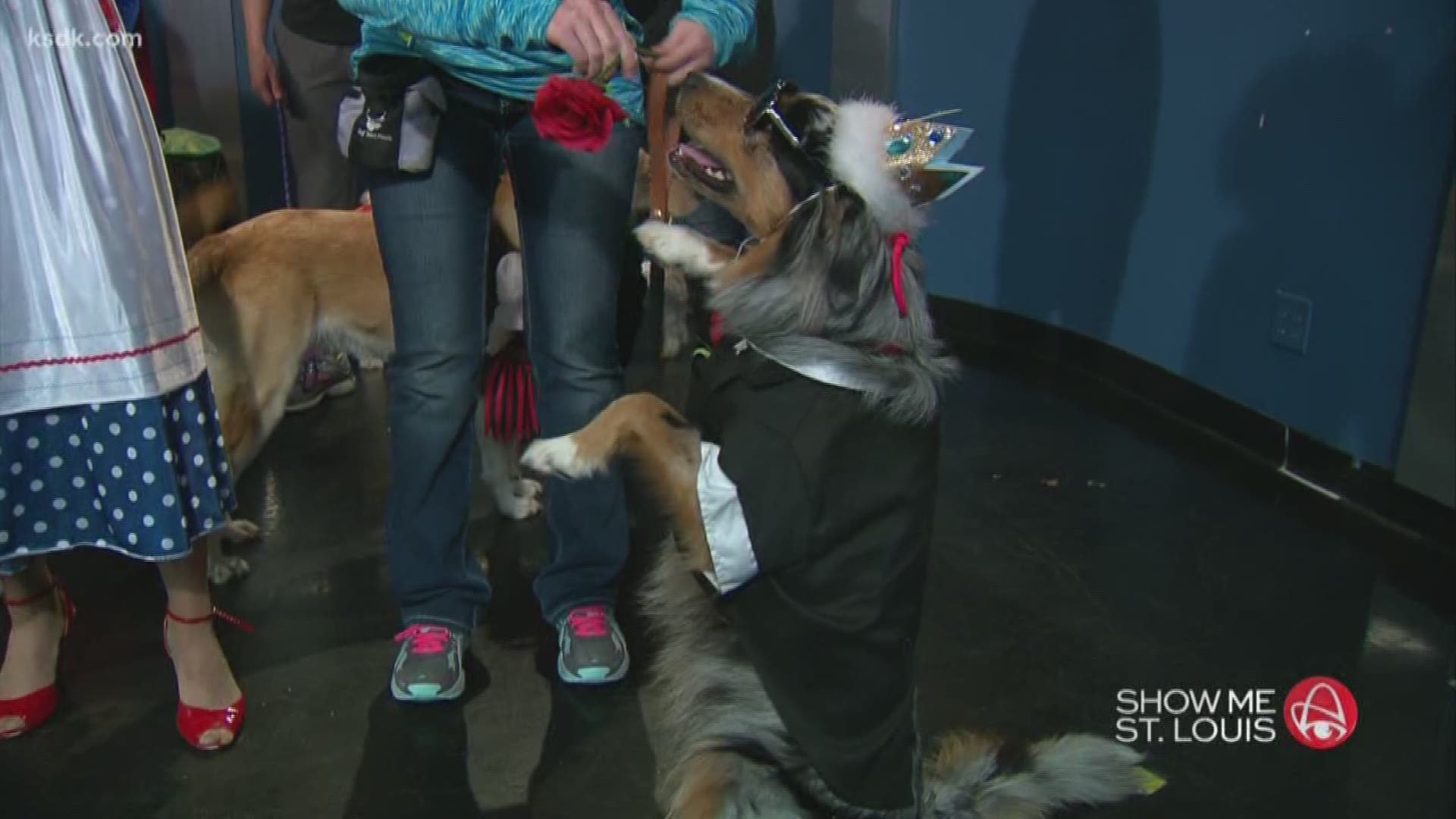 Fitness with Fido friends all dressed up for Halloween | ksdk.com