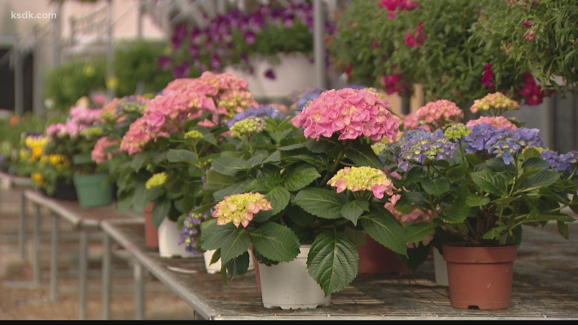 With temperatures dipping below freezing, you plants might need something to keep them safe