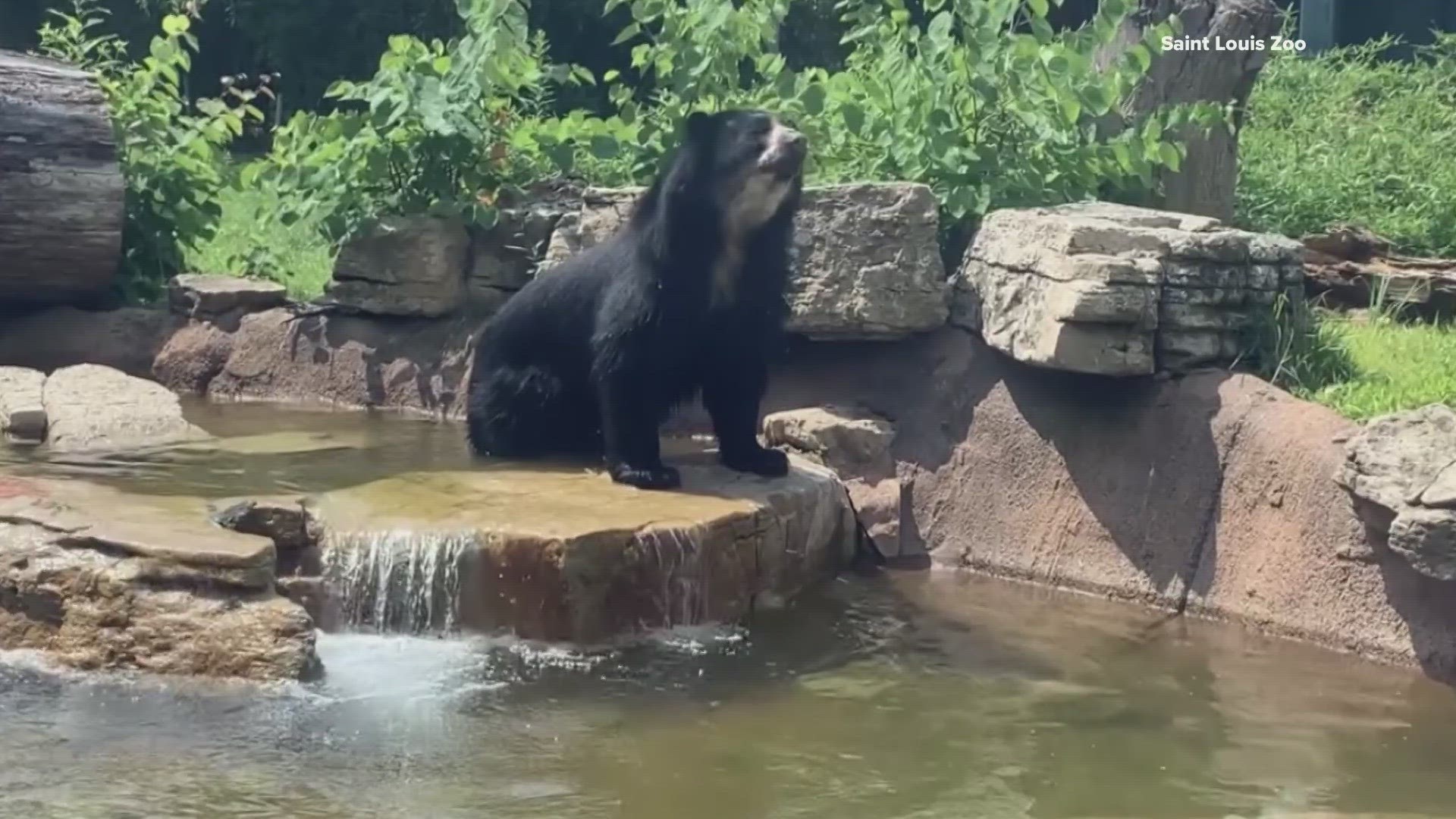 Ben the Andean bear escaped his St. Louis enclosure twice. Now, he's moving to the Gladys Porter Zoo in Texas.