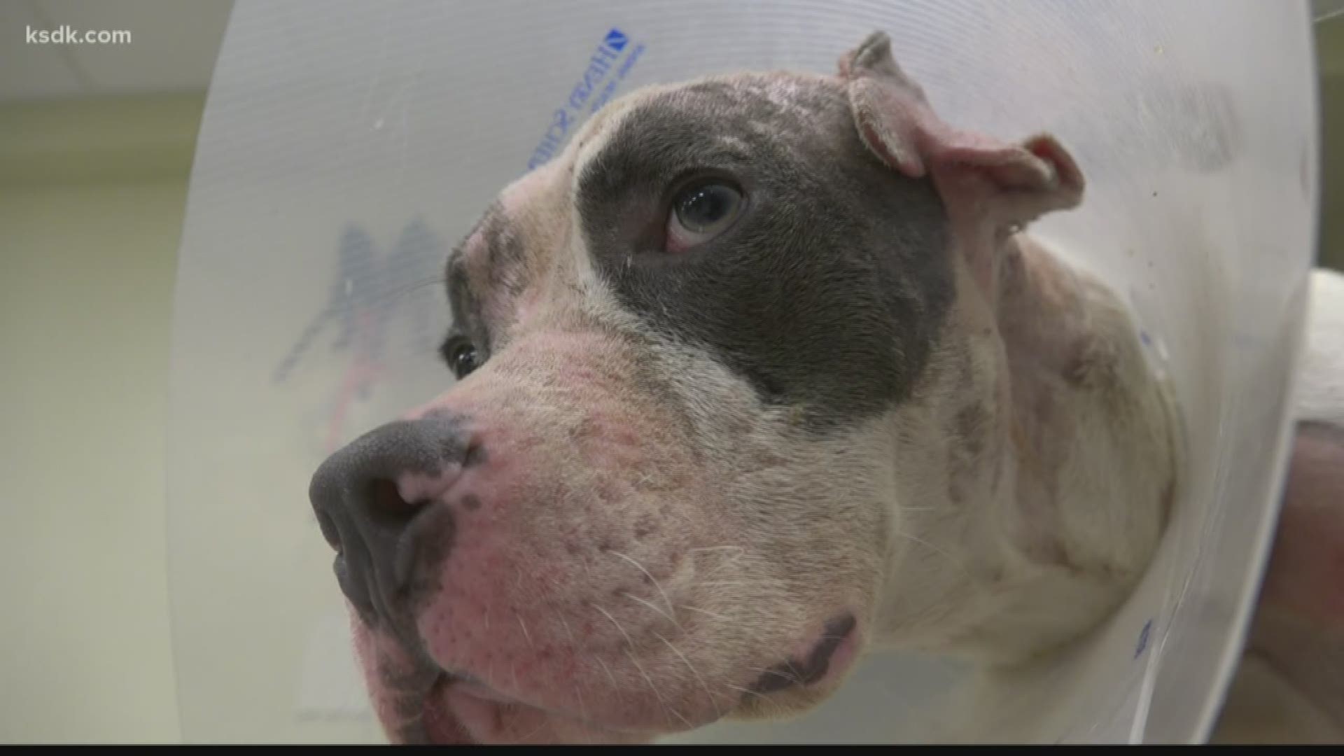 Covered in burns and crying at night, an animal abuse case caught the attention of a St. Louis rescue team and their followers online.